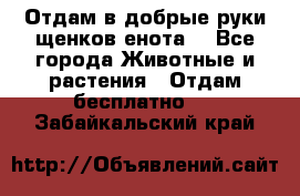 Отдам в добрые руки щенков енота. - Все города Животные и растения » Отдам бесплатно   . Забайкальский край